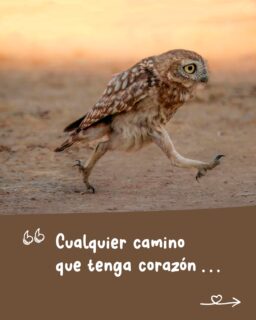 alguien dijo Dao? 🤔
No vale quedarse a mitad del camino
cuando se mueve en el Dao...apaa... en eso andamo' noo?y...? cuál es tu camino con corazón? 😳
(por acá para empezar
vamo' a merendar unos mates con cremona
y entre cosa y cosa algo se nos va a ocurrir (?
🙄¿díganme si no es el posteo más chuchi del día?
🥰(Si no se siente satisfecheade de chuchiada,
le devolvemos su scrolleo... 😇)🎶 La Renga, "Hablando de la Libertad"📸 comedywildlifephoto.com
▪ Shuli Greenstein
▪ Julian Rad
▪ Thomas Vijayan
▪ Bojan Bencic🙌