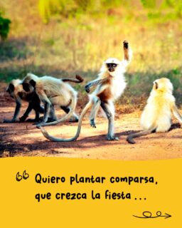 Juntar, unir, conectar,
Nonaga.
Aunque cueste el camino,
aunque te corran el piso,
aunque te cambien el tablero,
Nonaga.
.
.
🎶 Pampa Yakuza, "Juntes"
📷 comedywildlifephoto.com
.
#ElijoCreer #celebración #fiesta #jugar #ganar #equipo #clasificar