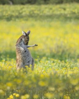 Cuando perdés todas las partidas… resistís.
Cuando cuesta mantenerse en pie… resistís.
Cuando el mundo parece haber perdido toda la magia…
también resistís.En la mesa pasa lo mismo 🎲
Pogo es de esos juegos donde la partida se puede dar vuelta incluso cuando todo parece perdido.Perfecto para quienes disfrutan de los “plot twist”
y de seguir peleándola hasta el último turno 💥Este carrusel cierra una pequeña serie que armamos con fotos de la Comedy Wild Life, una competición anual maravillosa que nos regala estas joyitas 🐘🦒🦘Si te gustó, te recomendamos fuerte chusmear su web: comedywildlifephoto.com🎶 Resistiré – Dúo Dinámico (sí, nos pusimos retros)
📷 Fotos: comedywildlifephoto.com👉 Si tuvieras que ponerle nombre a tu “modo resistir” en la mesa, ¿cómo se llamaría? 🤔