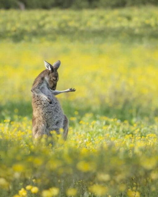 Cuando perdés todas las partidas… resistís.
Cuando cuesta mantenerse en pie… resistís.
Cuando el mundo parece haber perdido toda la magia…
también resistís.En la mesa pasa lo mismo 🎲
Pogo es de esos juegos donde la partida se puede dar vuelta incluso cuando todo parece perdido.Perfecto para quienes disfrutan de los “plot twist”
y de seguir peleándola hasta el último turno 💥Este carrusel cierra una pequeña serie que armamos con fotos de la Comedy Wild Life, una competición anual maravillosa que nos regala estas joyitas 🐘🦒🦘Si te gustó, te recomendamos fuerte chusmear su web: comedywildlifephoto.com🎶 Resistiré – Dúo Dinámico (sí, nos pusimos retros)
📷 Fotos: comedywildlifephoto.com👉 Si tuvieras que ponerle nombre a tu “modo resistir” en la mesa, ¿cómo se llamaría? 🤔